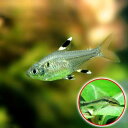 (熱帯魚)プリステラ(12匹)+オトシンクルス(3匹) 北海道航空便要保温