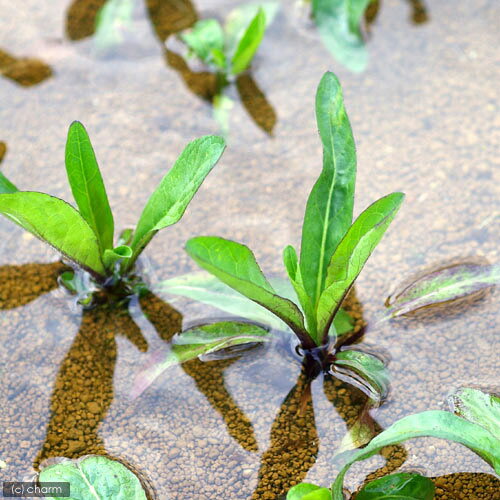 （ビオトープ）水生植物　ミズギク（1ポット）　湿性植物（休眠状態）