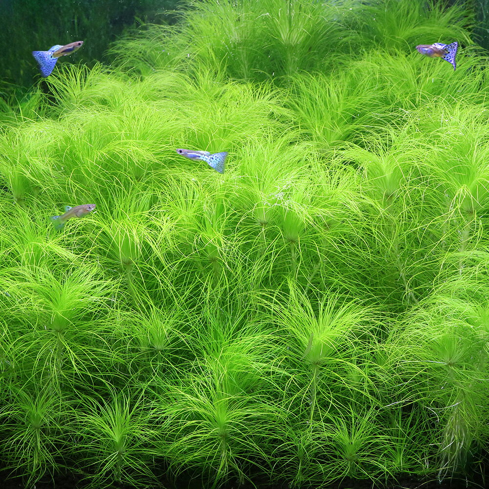 （水草）デカケヤリ（水中葉）（無農薬）（2本）