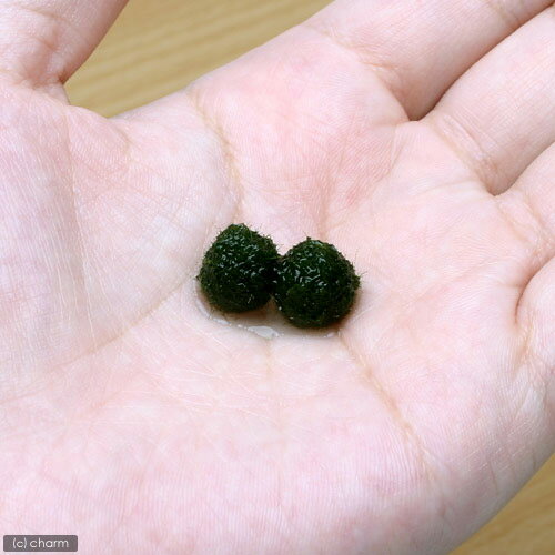 （水草）マリモ　Sサイズ（無農薬）（2個）