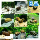 (エビ・貝)(B品)おまかせカノコ貝(8匹)