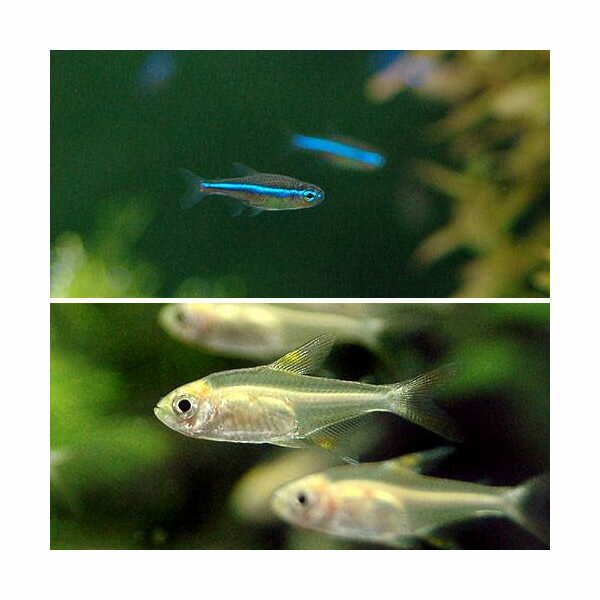 （熱帯魚）グリーンネオンテトラ（10匹）＋ゴールデン・プリステラ（6匹）　北海道・九州航空便要保温