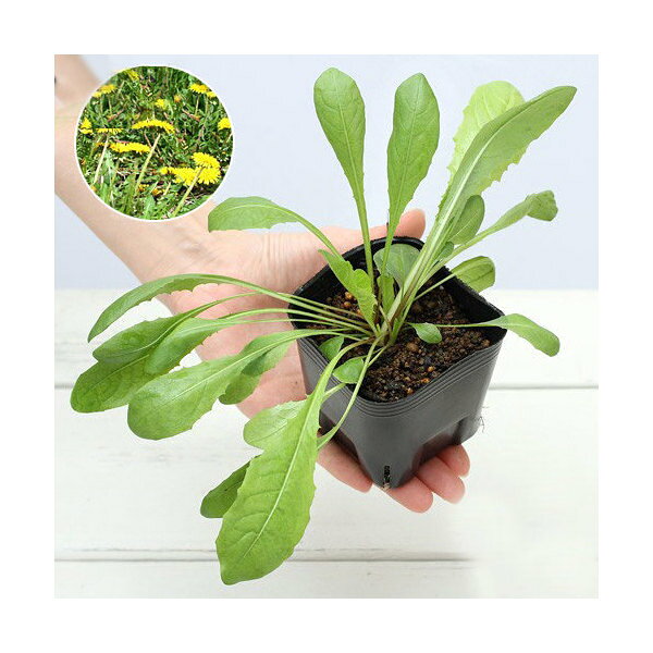 （観葉植物）ペットリーフ　タンポポ　3号（無農薬）（1ポット）　たんぽぽの苗　うさぎ　鳥　リクガメ　 ...