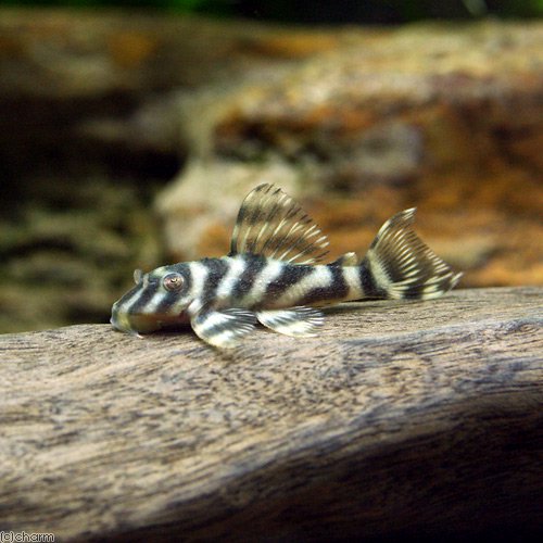 乐天商城 - （熱帯魚）タパジョス・ガットタイガープレコ　Sサイズ（ブリード）（1匹）　北海道・九州航空便要保温