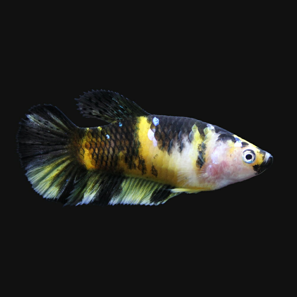 （熱帯魚）鯉ベタ・ハーフムーンプラカット　コイカラー　メス（黄色系）（1匹）　北海道・九州航空便要保 ...