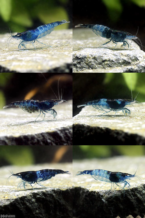 �ʥ��ӡ˥٥�٥åȥ֥롼������ס��������֥롼��3ɤ�ˡ��̳�ƻ���彣�Ҷ������ݲ�