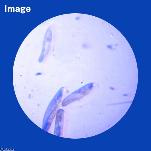 �����¡˻����ݾڤʤ���������ॷ�ߥå���������ե��ꥢ��300ml�ˡ���¡��̳�ƻ���彣�Ҷ������ݲ�