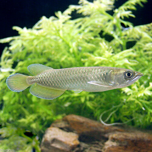 （熱帯魚）ノーザン・バラムンディ　12〜15cm（1匹）　北海道・九州航空便要保温