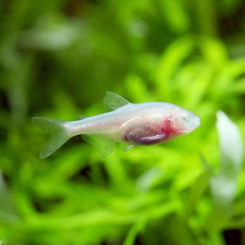 Neon Tetra - （熱帯魚）ブラインドケープ・カラシン（3匹）　北海道・九州航空便要保温