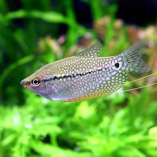 （熱帯魚）パール・グラミー（4匹）　北海道・九州航空便要保温