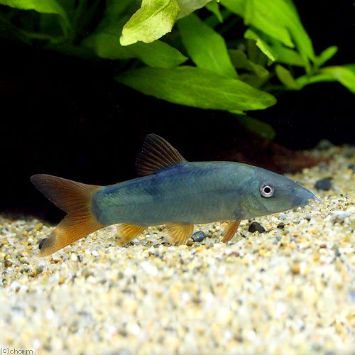乐天商城 - （熱帯魚）ブルー・ボーシャ（1匹）　北海道・九州航空便要保温