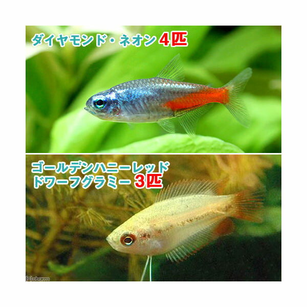 （熱帯魚）ゴールデンハニーレッド・ドワーフグラミー（3匹）＋ダイヤモンド・ネオンテトラ（4匹）　北海道・九州航空便要保温