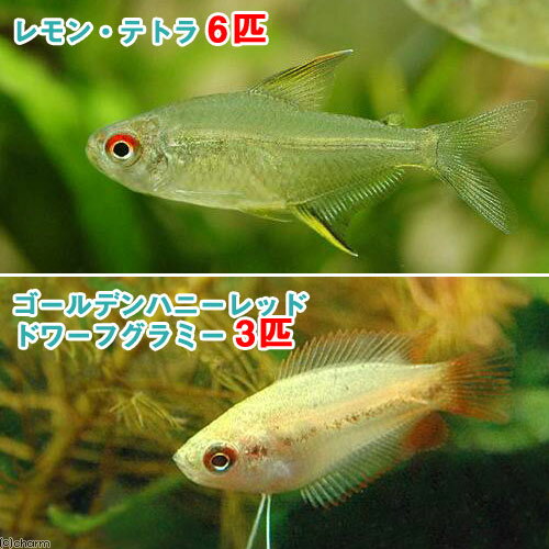 （熱帯魚）ゴールデンハニーレッド・ドワーフグラミー（3匹）＋レモン・テトラ（6匹）　北海道・九州航空便要保温