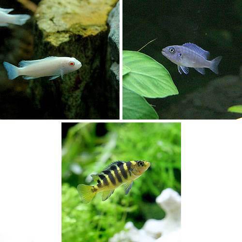 （熱帯魚）ムブナ3種ミックス Aセット（3匹）（各種1匹） 北海道・九州航空便要保温
