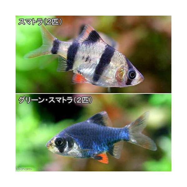 （熱帯魚）スマトラ（2匹）＋グリーンスマトラ（2匹）　北海道・九州航空便要保温