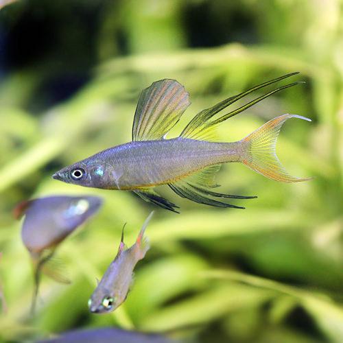 Other - （熱帯魚）ニューギニアレインボー（1ペア）　北海道・九州航空便要保温