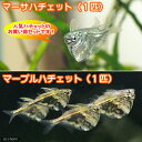 （熱帯魚）ハチェットセット（マーブルハチェット1匹＋マーサハチェット1匹）（計2匹）　北海道・九州航 ...