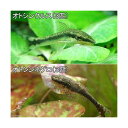 (熱帯魚)オトシンクルス(3匹)+オトシンネグロ(3匹) 北海道航空便要保温
