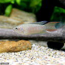 (熱帯魚)パラダイスフィッシュ(タイワンキンギョ)(1匹) 北海道航空便要保温