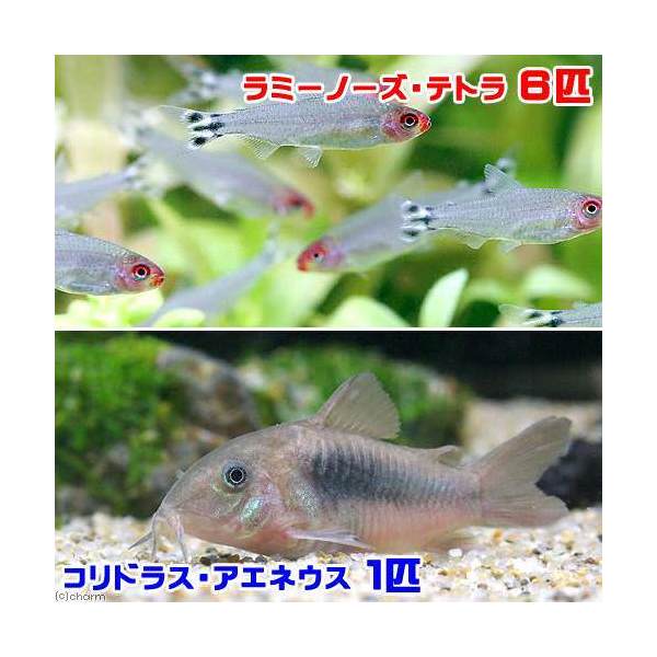 （熱帯魚）ラミーノーズ・テトラ（ブリード）（6匹）＋コリドラス・アエネウス（1匹）　北海道・九州航空 ...