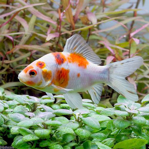 （国産金魚）キャリコ和金　フナ尾（1匹）