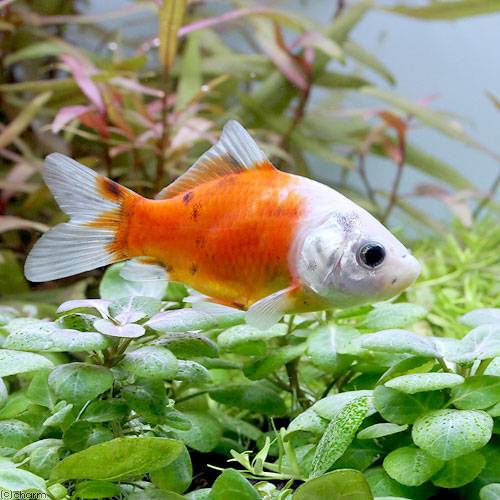 （国産金魚）キャリコ和金　フナ尾（1匹）