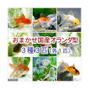 (国産金魚)おまかせオランダ型セット(3匹)