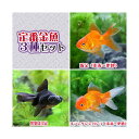 (国産金魚)定番金魚3種セット(各1匹)