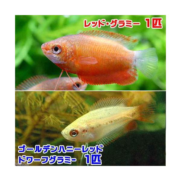 （熱帯魚）ゴールデンハニーレッド・ドワーフグラミー（1匹）＋レッド・グラミー（1匹）　北海道・九州航 ...