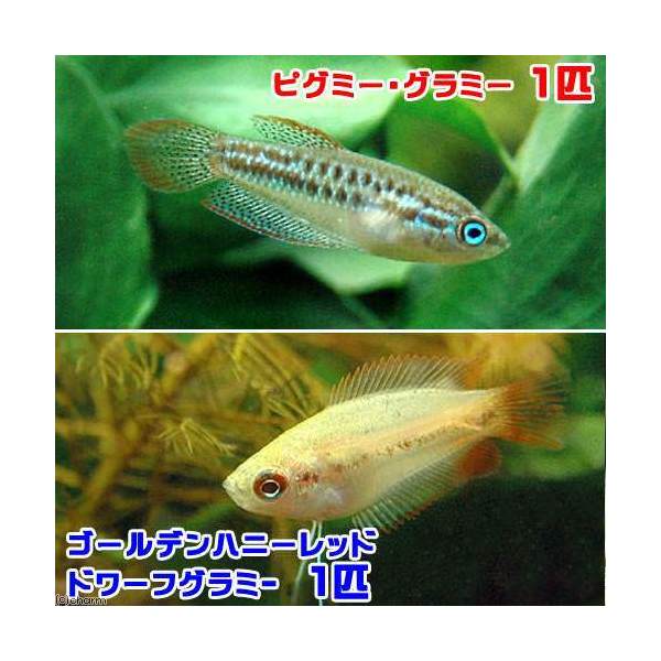 （熱帯魚）ゴールデンハニーレッド・ドワーフグラミー（1匹）＋ピグミー・グラミー（1匹）　北海道・九州 ...