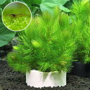 (エビ)(水草)ハニカムシェルターマツモ ミニ(無農薬)(1個)+ミナミヌマエビ(10匹)