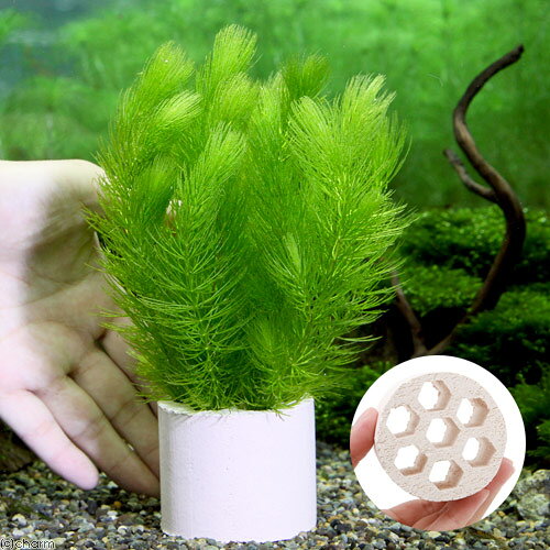 charm 3980 楽天市場店の（水草）ハニカムシェルター　マツモ（無農薬）（1個）メダカ　金魚　水質浄化　産卵床｜アングル3