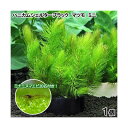 (エビ)(水草)ハニカムシェルターブラック マツモ ミニ(無農薬)(1個)+ミナミヌマエビ(20匹)