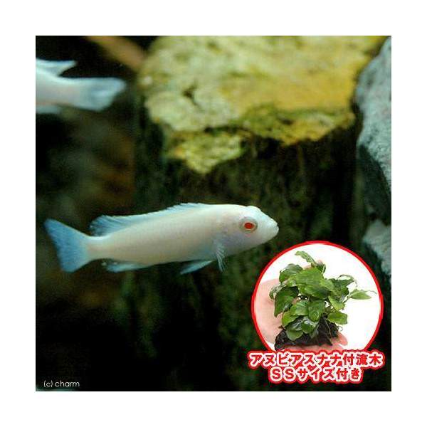 （熱帯魚）（水草）スノーホワイト・シクリッド（4匹）＋巻きたて　アヌビアスナナ　付流木　SSサイズ（ ...