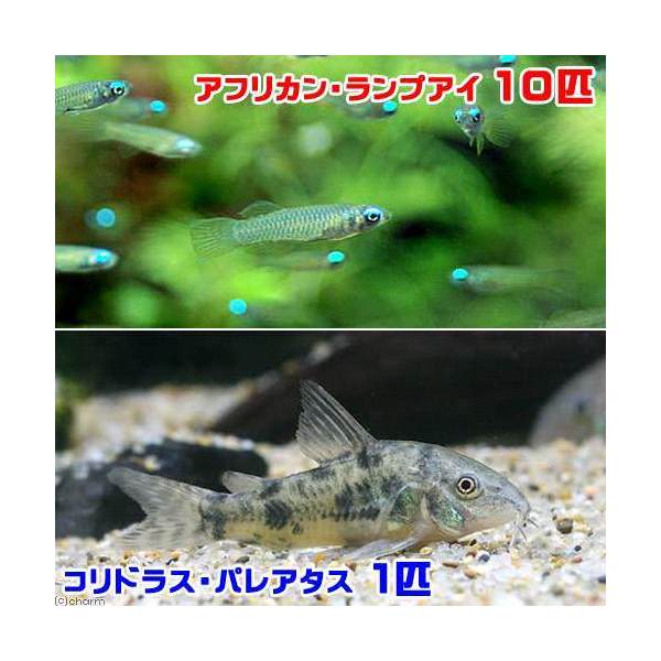 （熱帯魚）アフリカン・ランプアイ（10匹）＋コリドラス・パレアタス（1匹）　北海道・九州航空便要保温