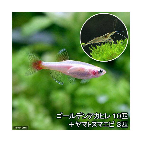 （熱帯魚）ゴールデンアカヒレ（10匹）＋ヤマトヌマエビ（3匹）　北海道・九州航空便要保温