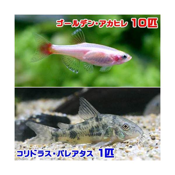 （熱帯魚）ゴールデンアカヒレ（10匹）＋コリドラス・パレアタス（1匹）　北海道・九州航空便要保温