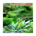 (熱帯魚)アフリカン・ランプアイ(10匹)+カージナルテトラ(ワイルド)(10匹)(計20匹) 北海道航空便要保温