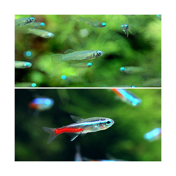 （熱帯魚）アフリカン・ランプアイ（10匹）＋ネオンテトラ（10匹）（計20匹）　北海道・九州航空便要 ...
