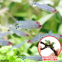 (熱帯魚)(水草)ラミーノーズ・テトラ(ブリード)(6匹)+おまかせブセファランドラ1株付きミニ流木(無農薬)(1個) 北海道航空便要保温