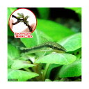 (熱帯魚)(水草)オトシンクルス(3匹)+おまかせブセファランドラ1株付きミニ流木(無農薬)(1個) 北海道航空便要保温