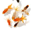(国産金魚)オタマ金魚ミックス(5匹)