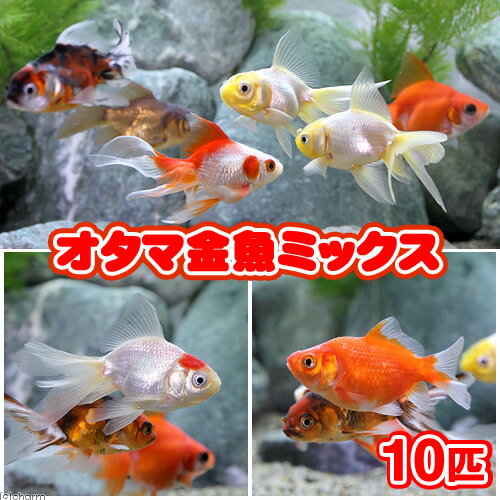 （国産金魚）オタマ金魚ミックス（10匹）