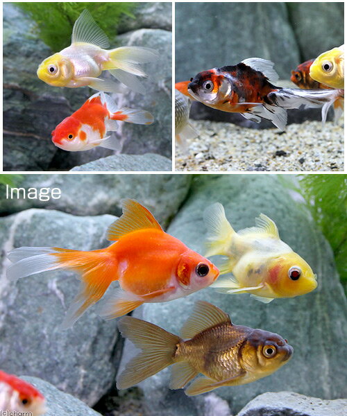 （国産金魚）オタマ金魚ミックス（10匹）