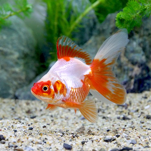 Goldfishes - （国産金魚）更紗琉金　平賀養魚場産（1匹）