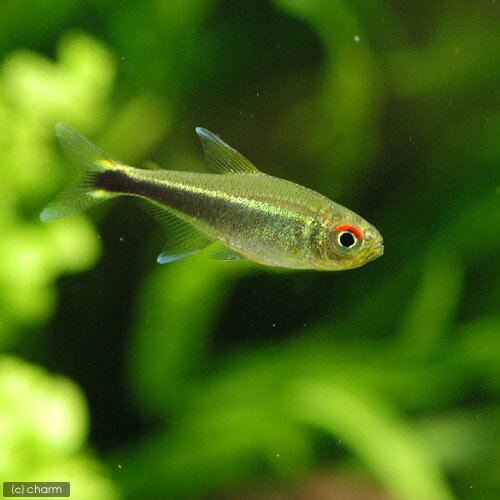 （入荷未定）（熱帯魚）ハイフェソブリコン・メタエ　コロンビア（4匹）　北海道・九州航空便要保温