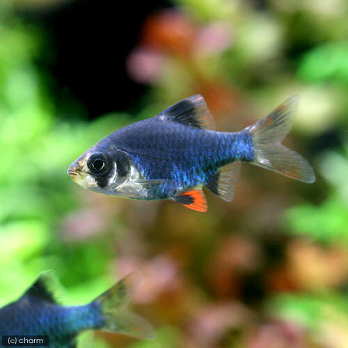 （熱帯魚）グリーン・スマトラ（6匹）　北海道・九州航空便要保温