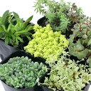 (多肉植物)セダム 品種おまかせ 2.5~3号(1ポット)