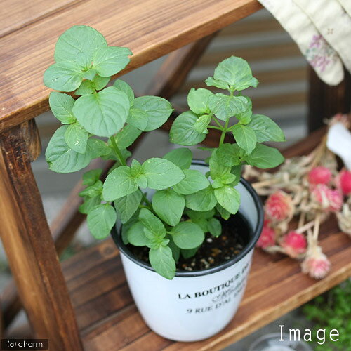 （観葉植物）ハーブ苗　ミント　オレンジ　3号（1ポット）　家庭菜園