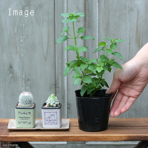 （観葉植物）ハーブ苗　ミント　オレンジ　3号（1ポット）　家庭菜園